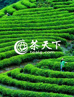 茶天下网是一家专注于茶产品消费及交易的B2B2C茶类垂直电商平台，汇聚全国各地优秀的茶生产企业，是一家具有权威性的茶类电商网站。
